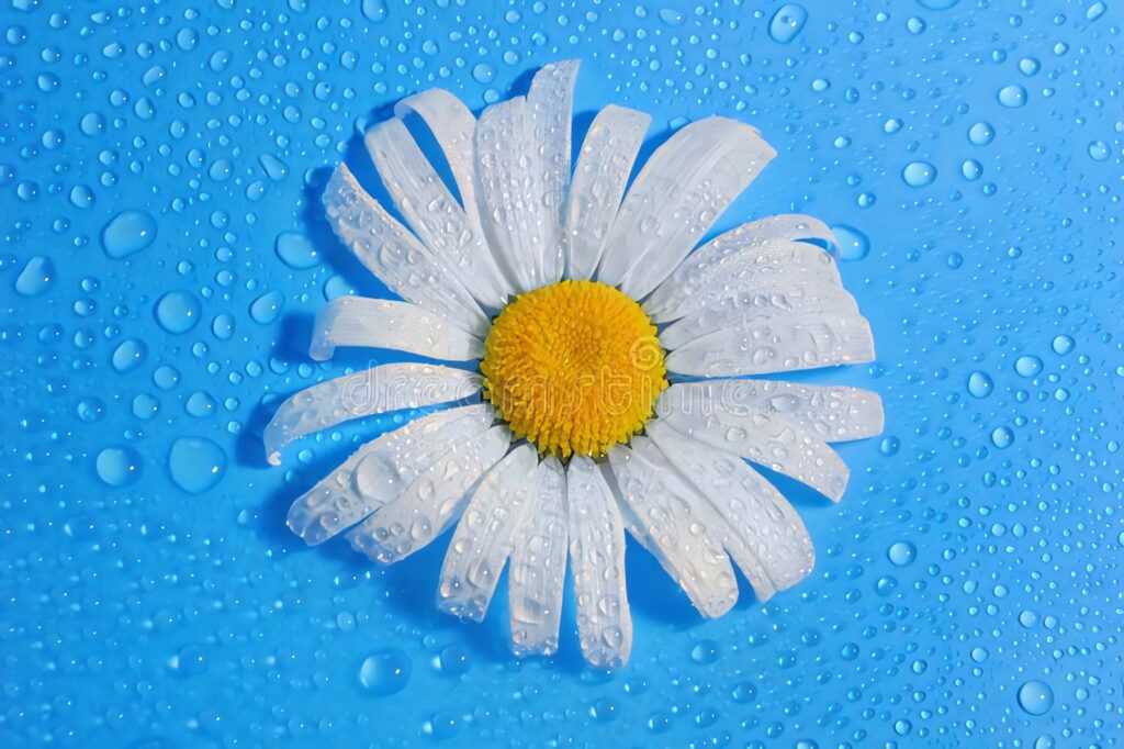 Vibrant Daisy Close-Up with Dewdrops on Blue Background Wallpaper
