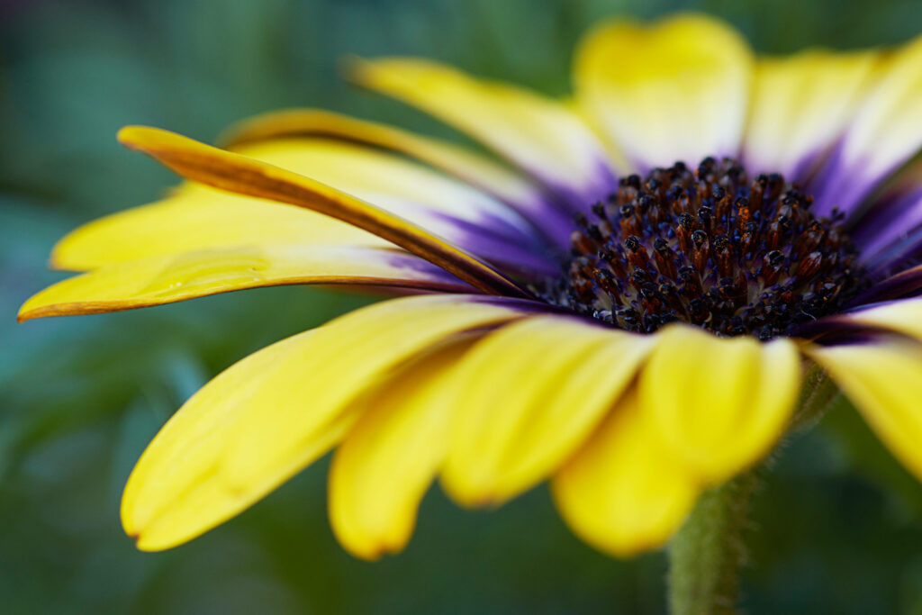 Vibrant Daisy Close-Up: Yellow Petals & Purple Center Wallpaper