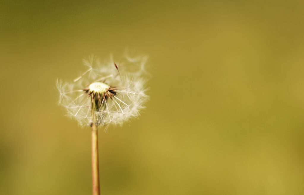 Macro Dandelion Close-Up: Delicate Fluff & Stem Wallpaper