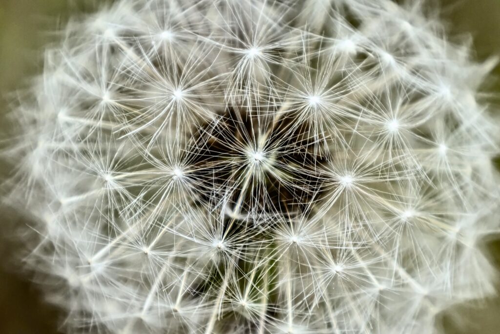 Stunning Macro Dandelion Wallpaper: Intricate White Fluff Background