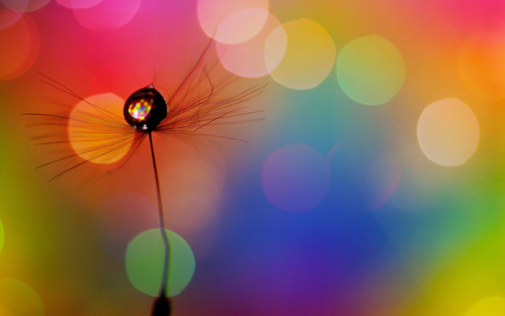 Stunning Dandelion Seed with Water Droplet on Colorful Bokeh Background Wallpaper