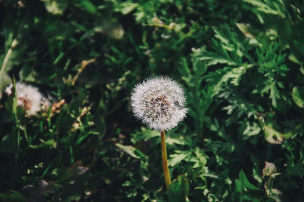 Captivating Dandelion Close-Up Wallpaper Against Green Backdrop