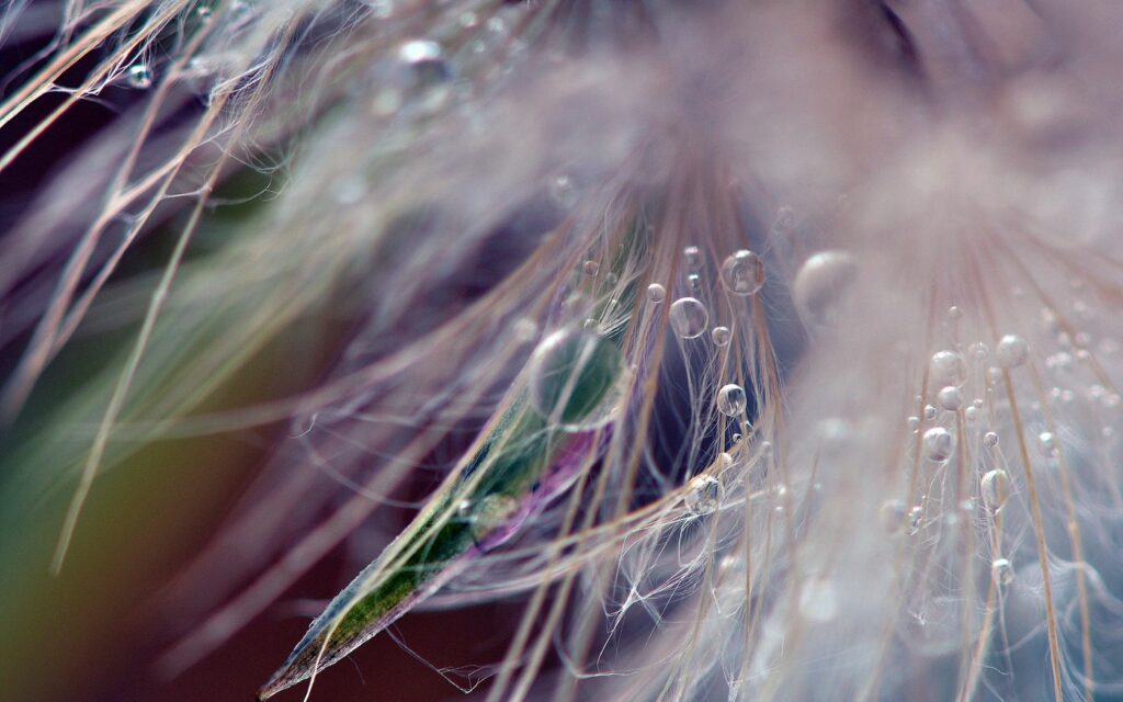 Dandelion Close-Up Wallpaper: Delicate Fluff & Sparkling Water Droplets