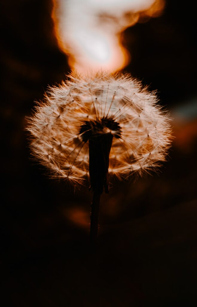 Serene Dandelion Wallpaper: Sunset Glow & Soft Blur Background