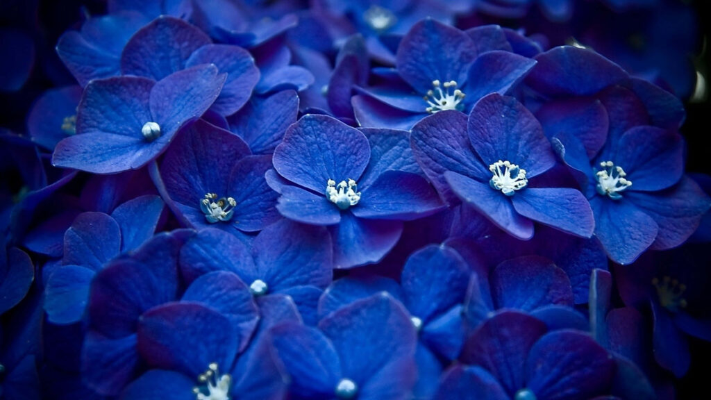 Stunning Dark Blue Hydrangea Wallpaper - 4K Floral Background