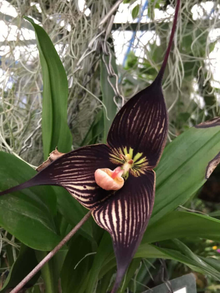 Eye-Catching Unique Flower with Dark Petals Against Green Foliage Wallpaper