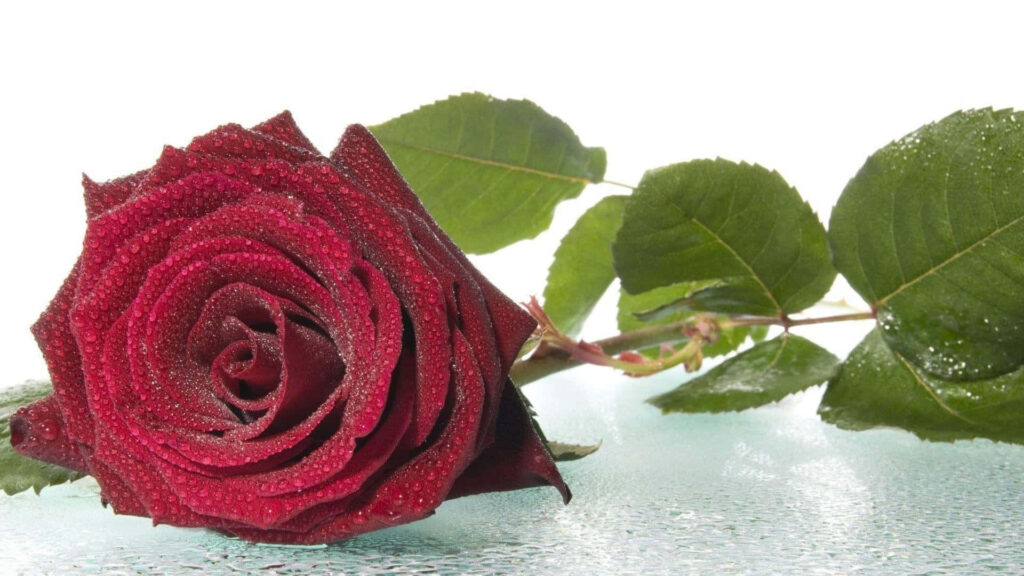 Stunning Dark Red Rose Wallpaper with Water Droplets