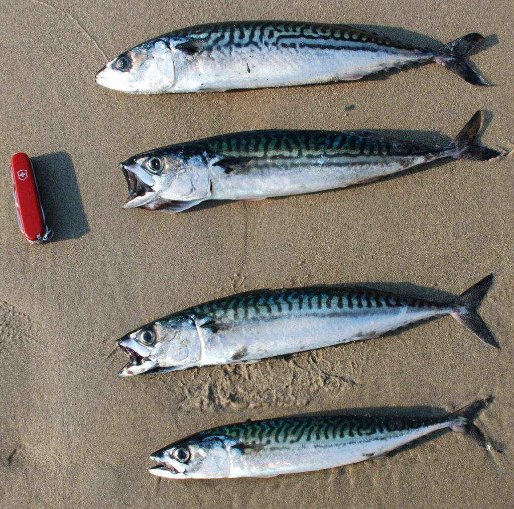 Dead Mackerel Fishes Wallpaper: Natural Patterns on Sandy Background