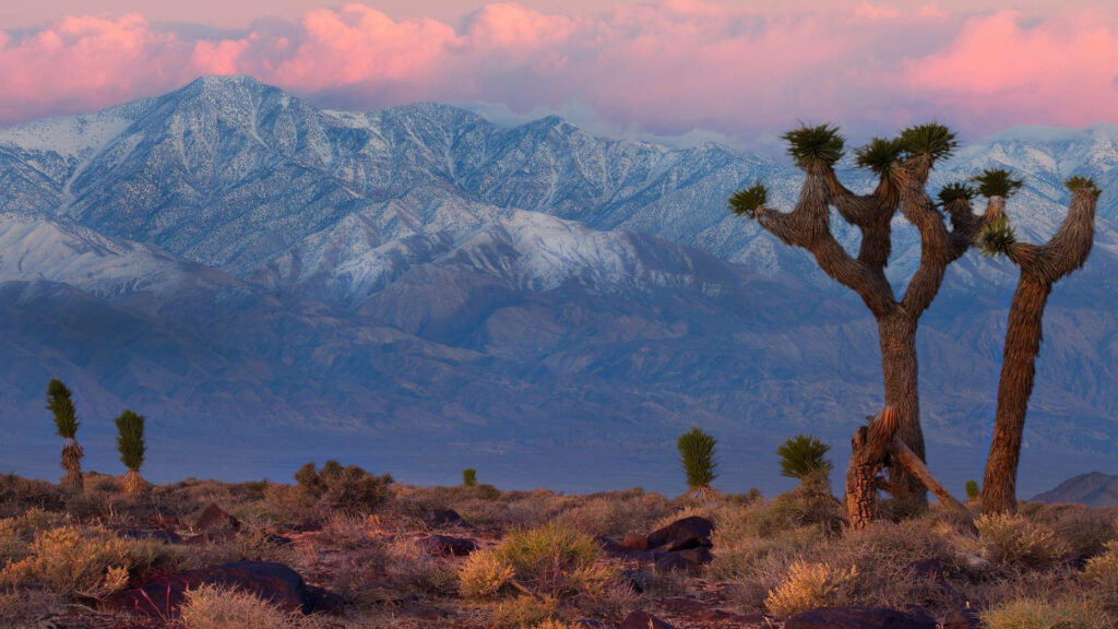 Stunning Death Valley Wallpaper: Snow-Capped Peaks & Joshua Trees