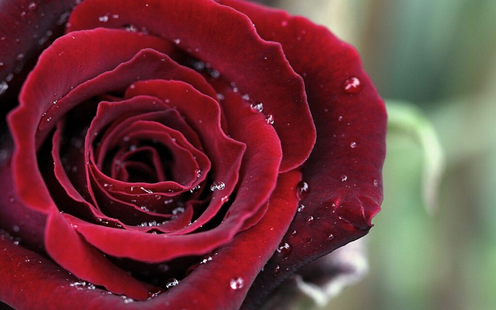 Elegant Deep Red Rose Close-Up with Water Drops - Wallpaper Background