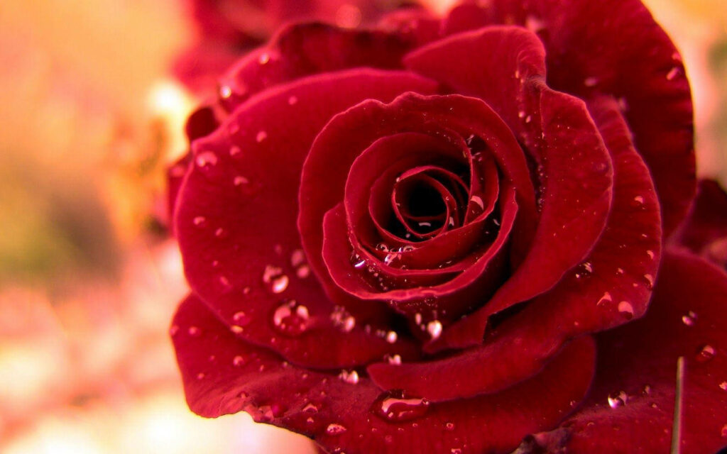 Stunning Deep Red Rose Wallpaper with Water Droplets & Soft Background