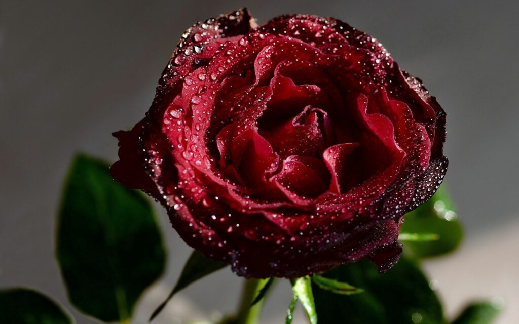 Close-Up Deep Red Rose with Dew: Stunning Wallpaper Background