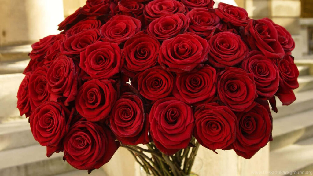 Elegant Red Roses Laptop Wallpaper: Lush Floral Background