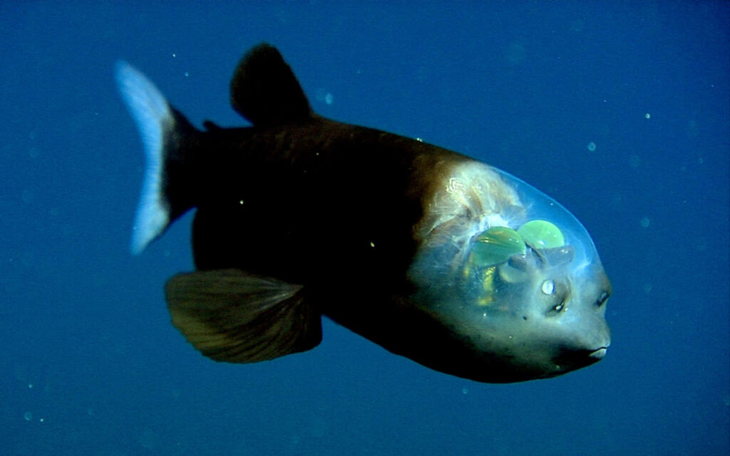 Stunning Deep-Sea Fish Wallpaper: Unique Translucent Head in Blue Waters