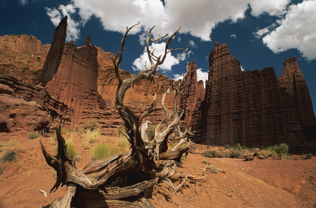 Dramatic desert canyon with towering red rocks twisted dead tree and vibrant blue sky clouds wallpaper