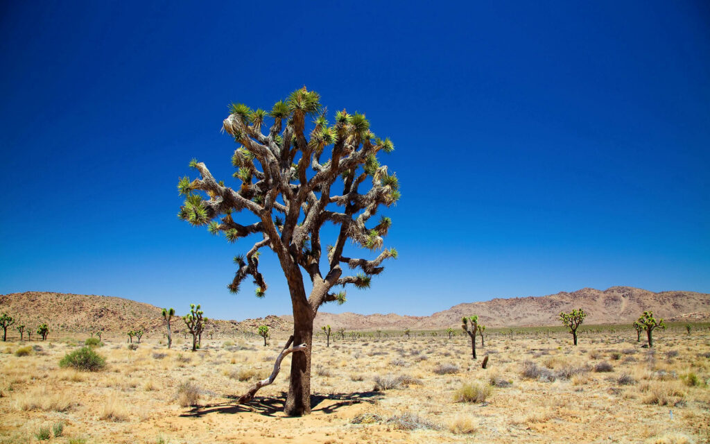 Serene Desert Landscape Wallpaper: Tree, Blue Sky & Rugged Terrain