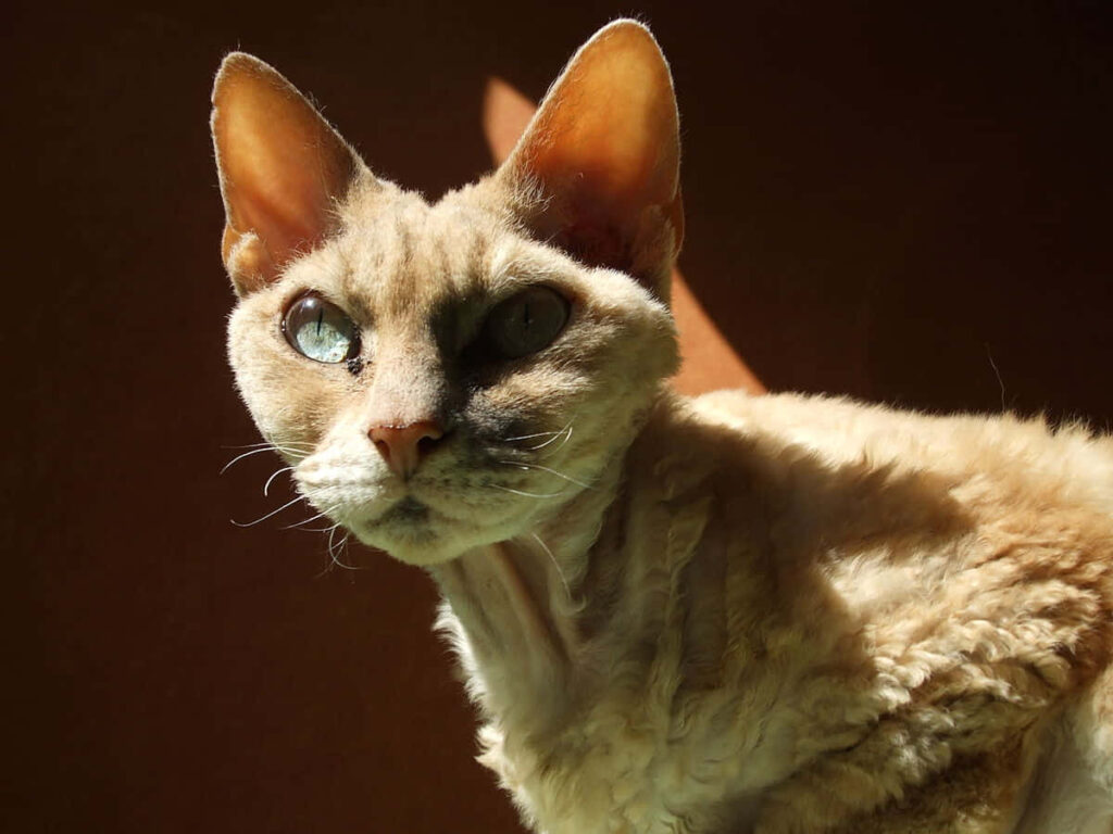 Stunning Devon Rex Cat in Natural Light: Curly Fur Wallpaper