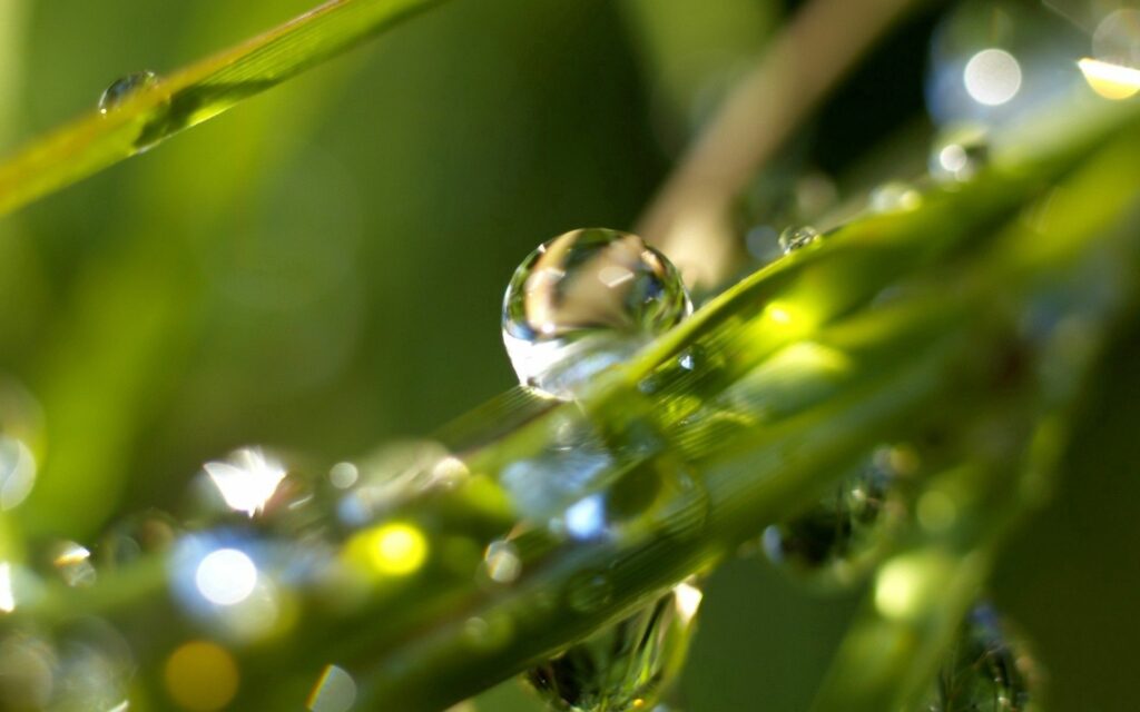 Sparkling Dewdrops on Plant - Stunning Blurred Green Wallpaper