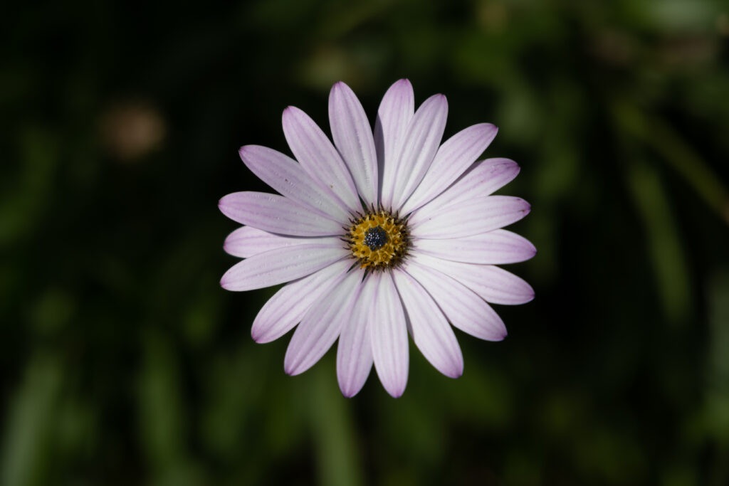 Stunning Dimorphotheca Ecklonis Flower Wallpaper with Pink Petals