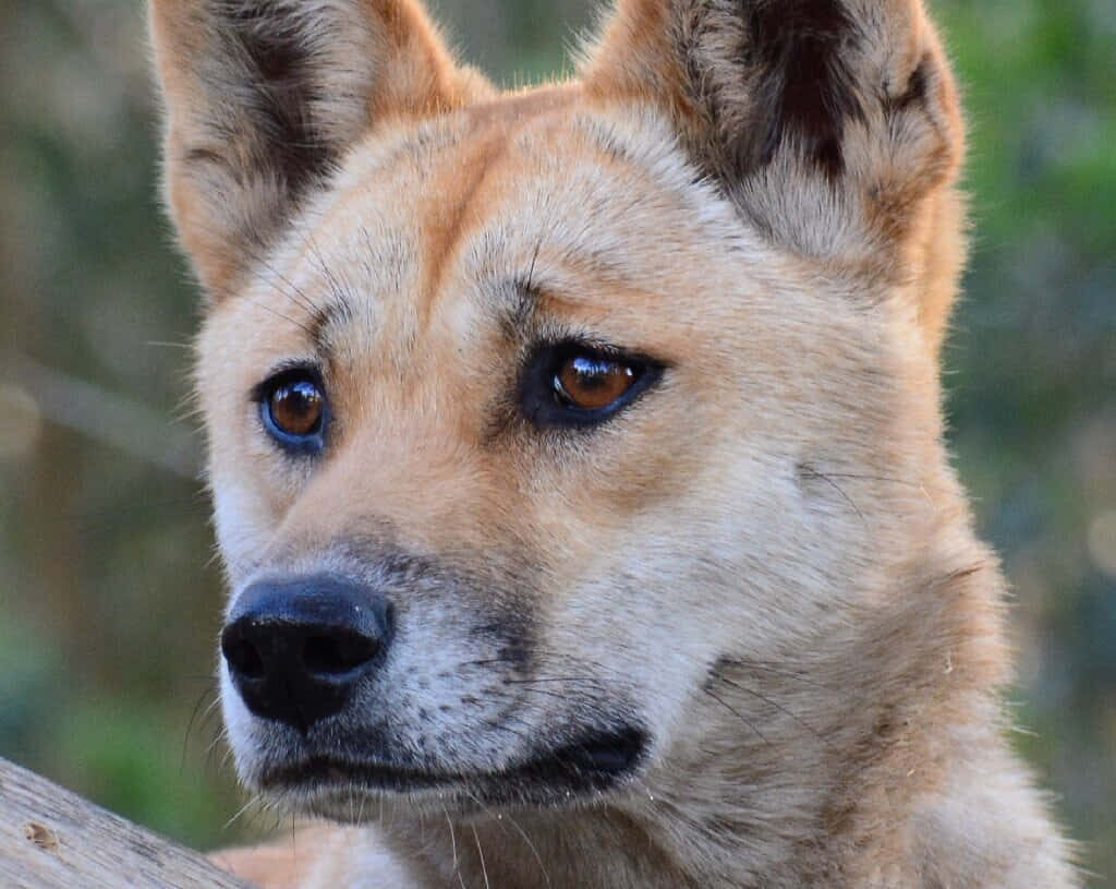 Golden Yellow Dingo Close-Up: Intense Gaze in Wild Habitat Background Wallpaper