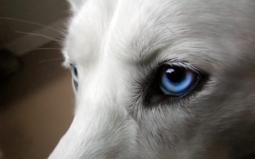 Intense Blue Eyes of a Dog: Close-Up 1920x1200 Wallpaper