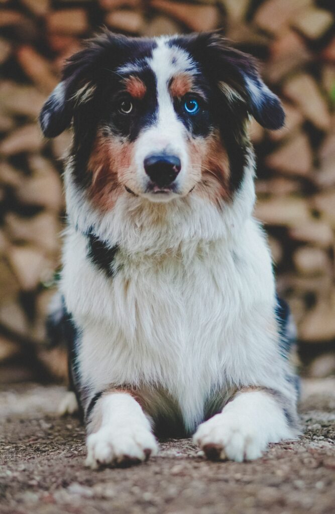 Stunning Dog Portrait: Heterochromia Eyes & Charming Fur in Background Wallpaper