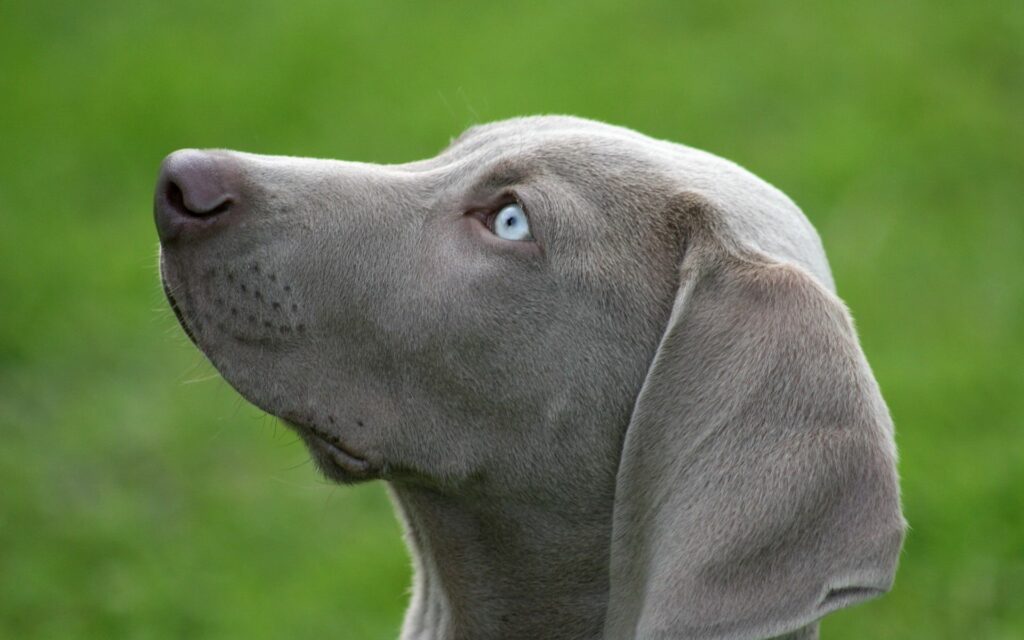 Stunning Dog Wallpaper: Blue-Eyed Profile on Blurred Green Background