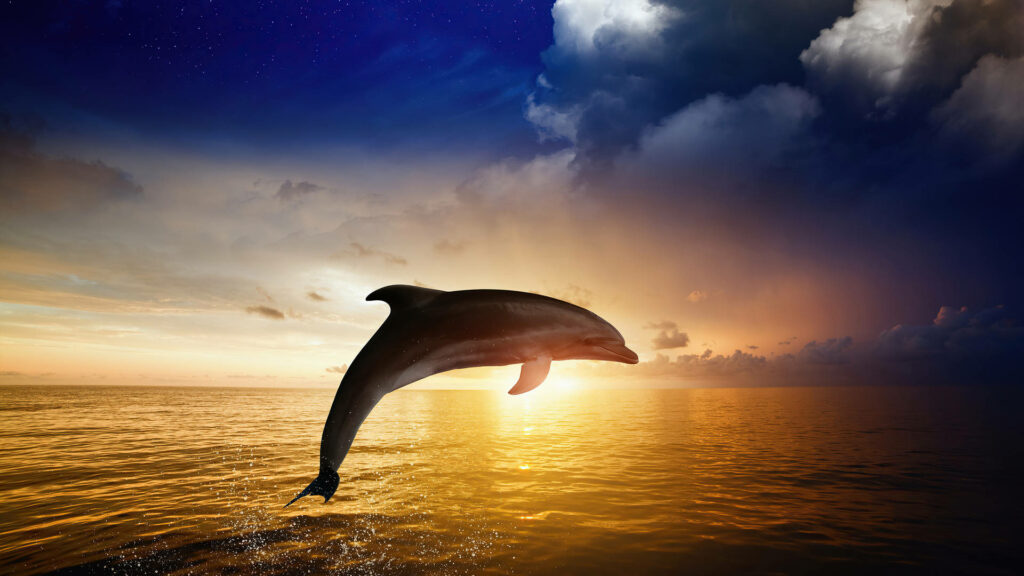 HD Dolphin Wallpaper: Stunning Sunset Ocean Scene at 1920x1080