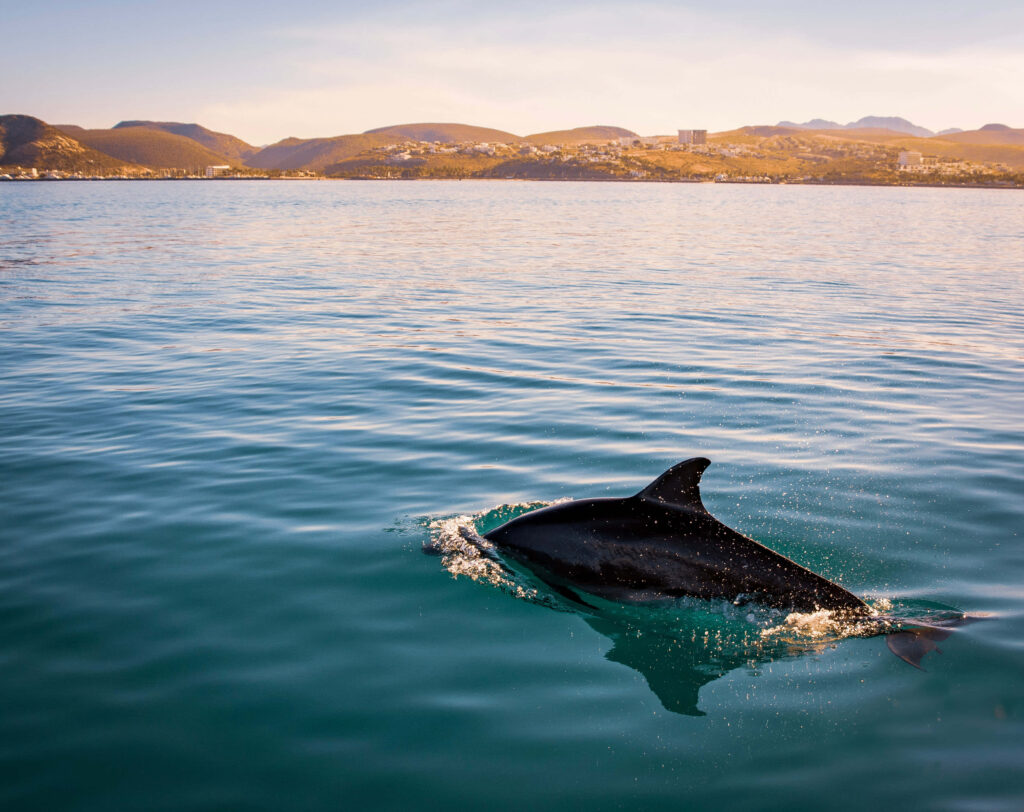 Stunning Dolphin Dorsal View Wallpaper in Turquoise Waters