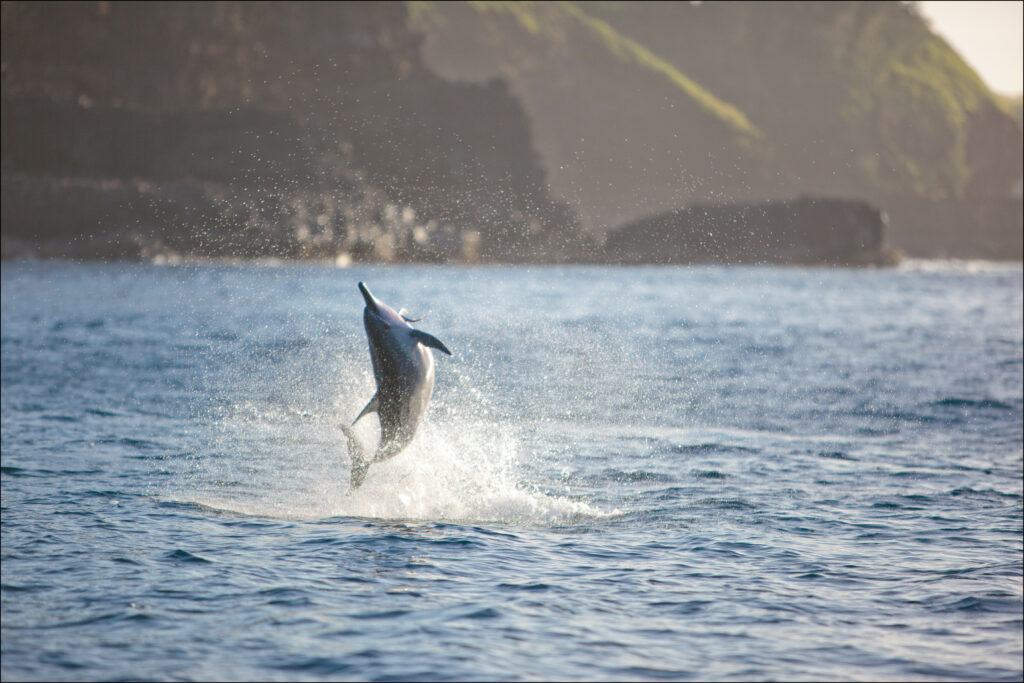 Stunning Dolphin Wallpaper: Graceful Leap & Marine Beauty