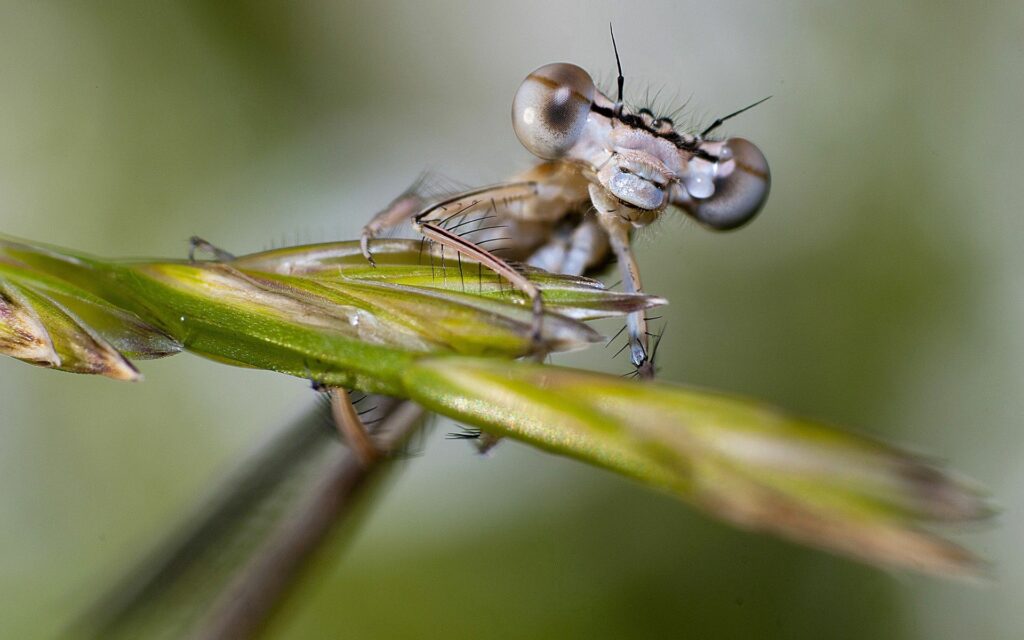 Stunning Dragonfly Close-Up: Intricate Eyes & Wings Wallpaper