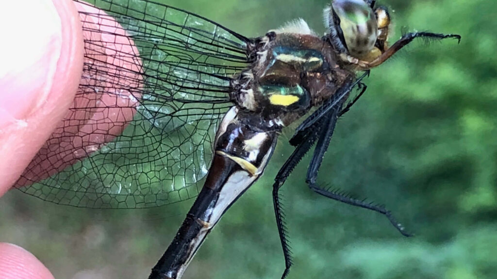 Stunning Dragonfly Close-Up on Hand: Vibrant Wings Wallpaper