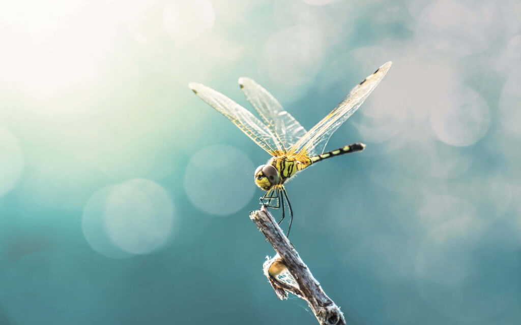 Stunning Dragonfly Close-Up Wallpaper: Delicate Wings on Twig