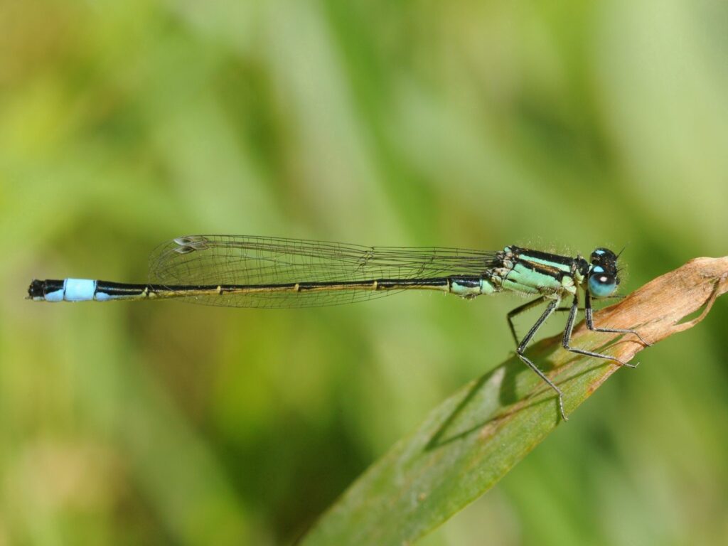 Dragonfly Close-Up on Leaf: Vibrant Wings & Nature Wallpaper