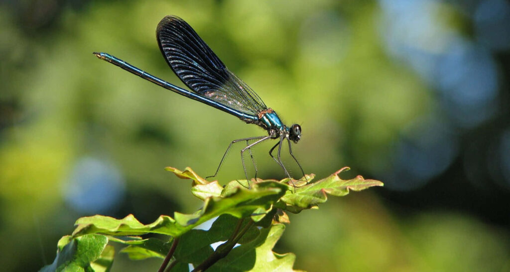 Vibrant Dragonfly Close-Up Wallpaper: Metallic Blue & Green Beauty