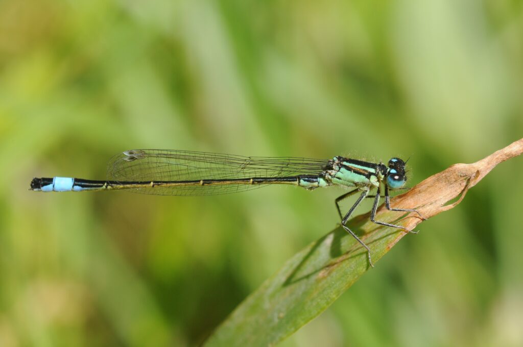 Stunning Dragonfly Close-Up: Slender Form & Delicate Wings Wallpaper