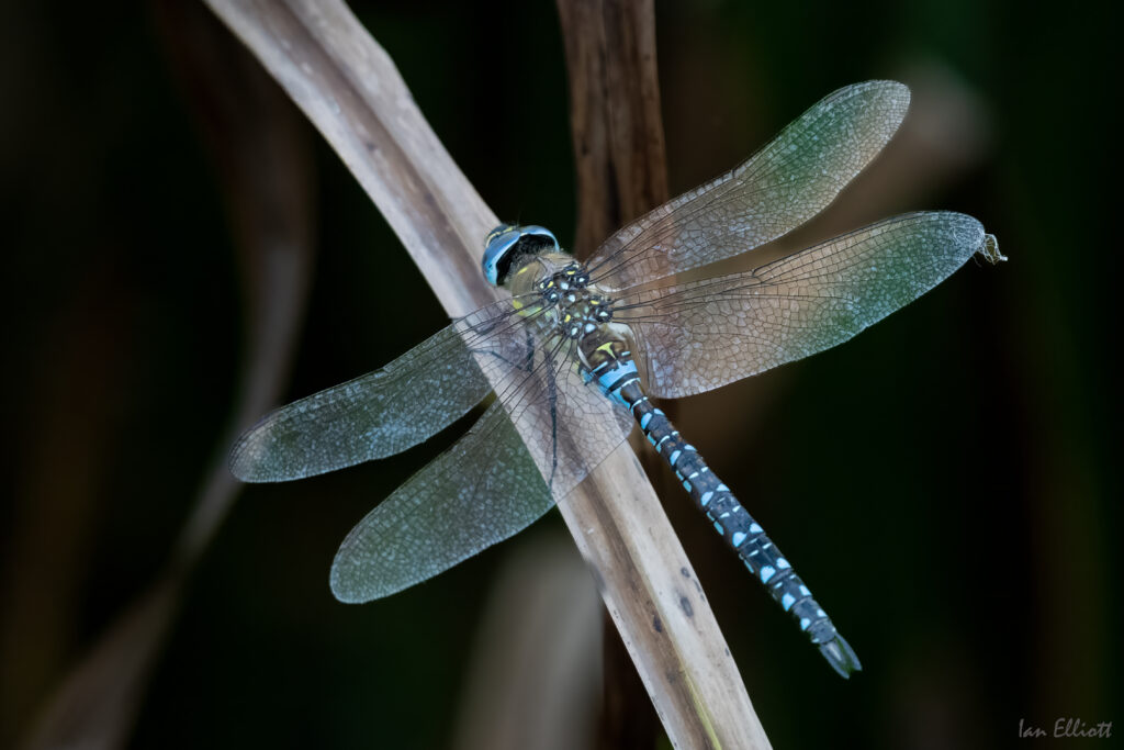 Stunning Macro Dragonfly Wallpaper: Intricate Wings & Leaf