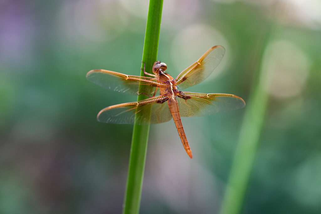 Stunning Macro Wallpaper: Dragonfly on Plant with Intricate Wings