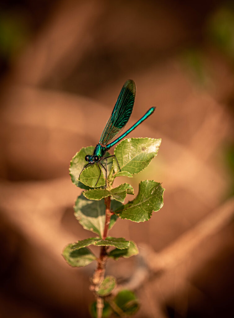 Vibrant Dragonfly Macro Wallpaper: Delicate Wings on Green Plant