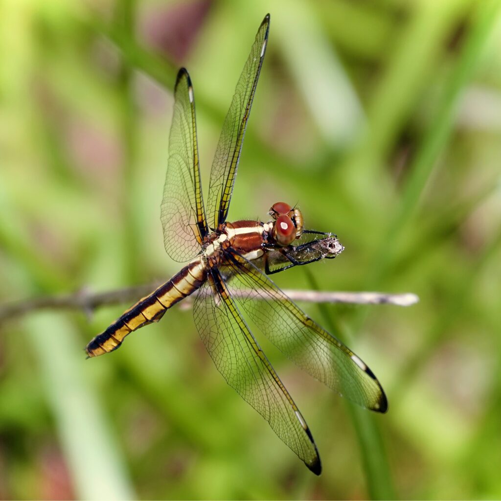 Stunning Macro Dragonfly Wallpaper: Intricate Wings on a Twig