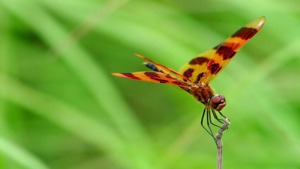 Vibrant Dragonfly Macro Wallpaper: Intricate Wings & Green Background