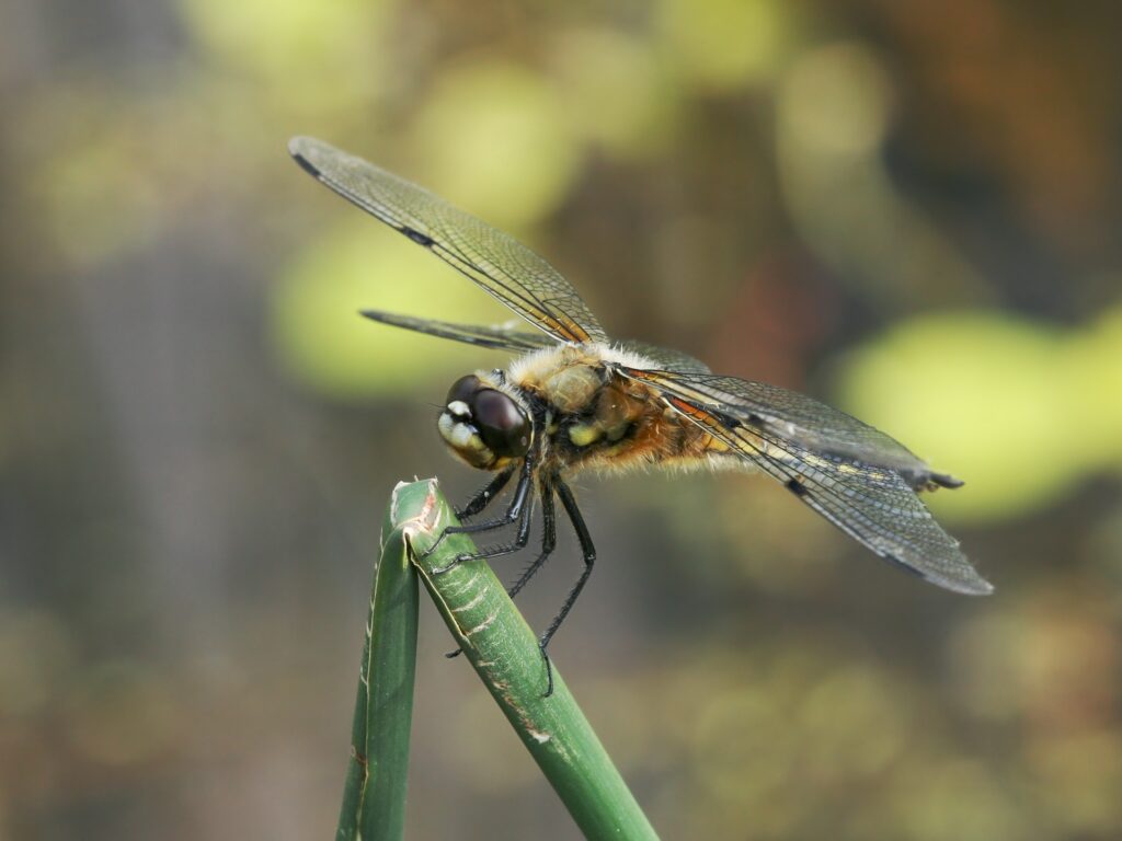 Close-Up Dragonfly Wallpaper: Delicate Wings on Green Branch
