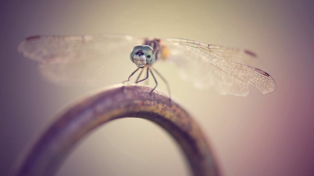 Stunning Dragonfly Close-Up Wallpaper on Metallic Surface