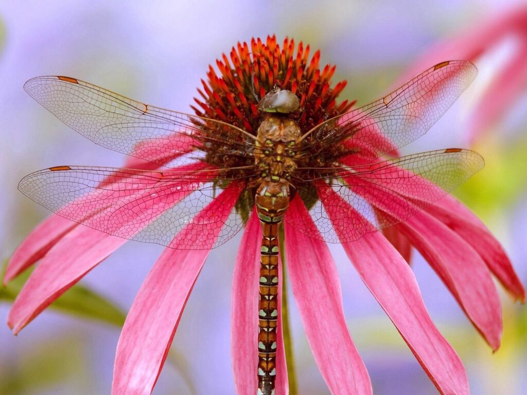 Vibrant Dragonfly Close-Up Wallpaper on Bright Pink Flower