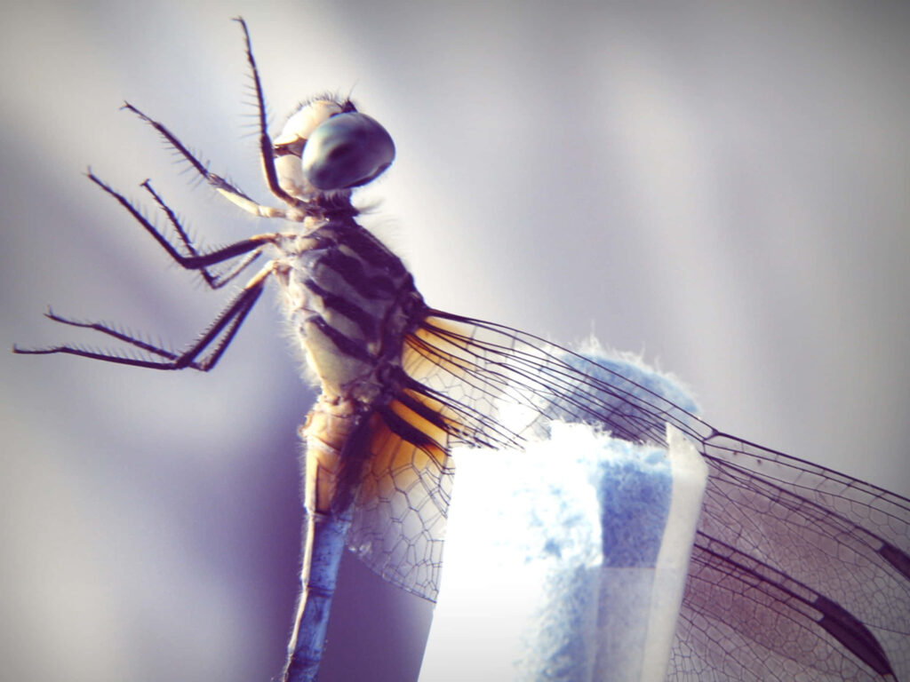 Stunning Dragonfly Wallpaper: Close-Up with Vibrant Colors & Details