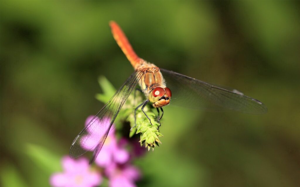 Vibrant Dragonfly Close-Up Wallpaper Against Blurred Background