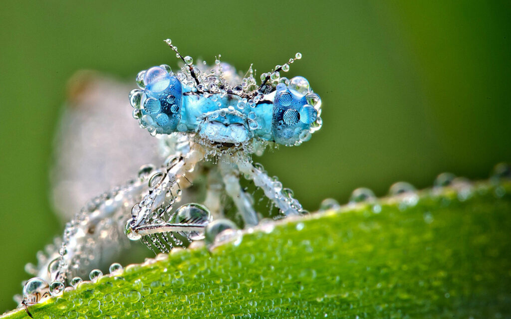 Stunning Dragonfly Wallpaper: Close-Up with Water Droplets & Green Leaf
