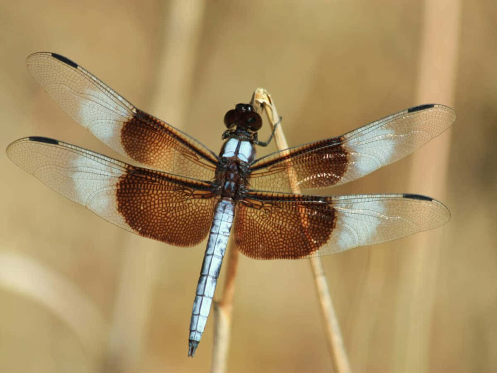 Close-Up Dragonfly Wallpaper: Colorful Wings on Plant Stalk