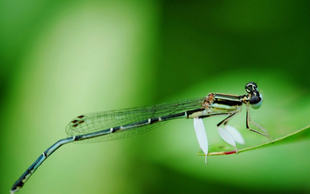 Stunning Dragonfly Wallpaper: Graceful Detail on a Branch