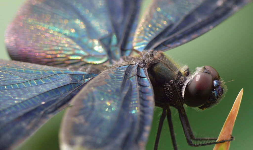 Dreamy Dragonfly Close-Up Wallpaper: Iridescent Beauty on Green Leaf